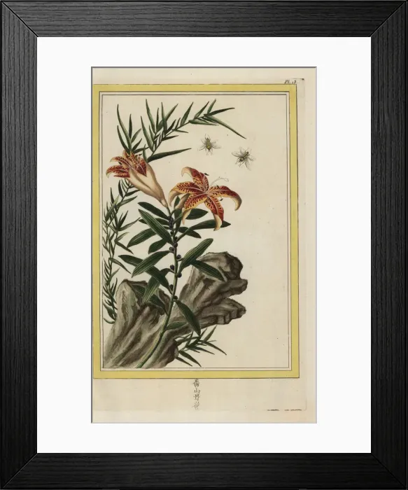 Framed Print : Tiger lily, Lilium lancifolium Framed Print : Tiger lily, Lilium lancifolium