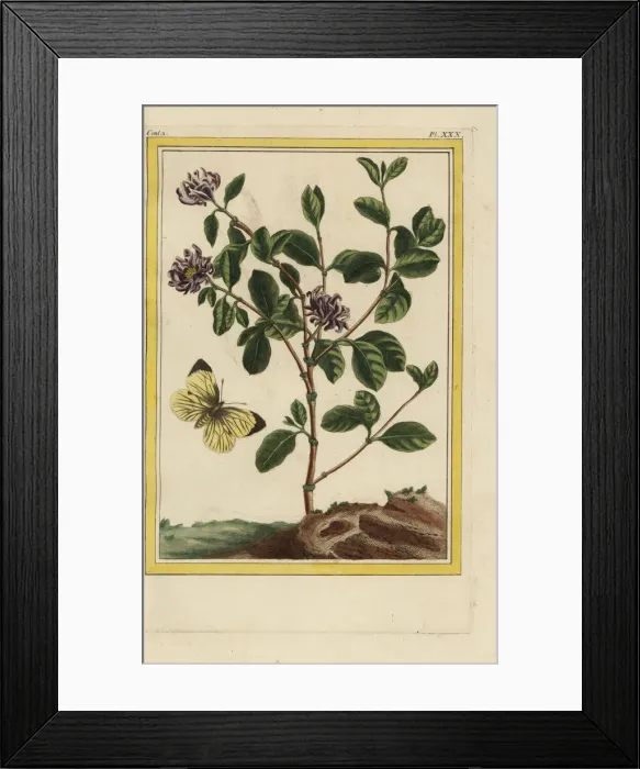 Framed Print : Carolina spicebush, Calycanthus floridus Framed Print : Carolina spicebush, Calycanthus floridus
