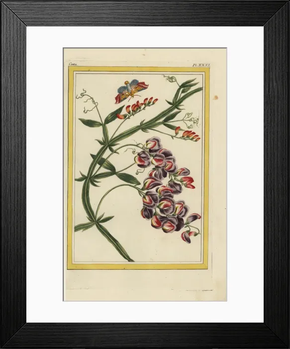 Framed Print : Everlasting pea, Lathyrus latifolius Framed Print : Everlasting pea, Lathyrus latifolius