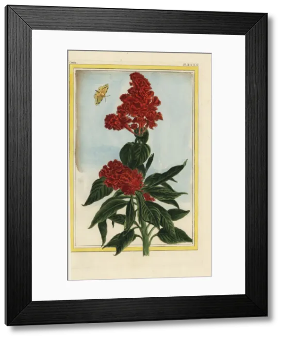 Framed Print : Cockscomb, Celosia cristata Framed Print : Cockscomb, Celosia cristata