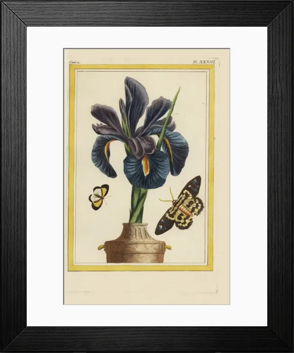 Framed Print : German iris, Iris x germanica Framed Print : German iris, Iris x germanica