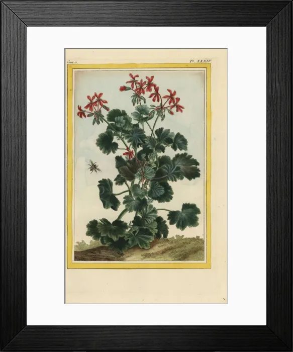 Framed Print : Storks bill, Erodium cicutarium Framed Print : Storks bill, Erodium cicutarium
