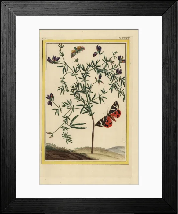 Framed Print : Black-flowered lotus, Lotus jacobaeus Framed Print : Black-flowered lotus, Lotus jacobaeus