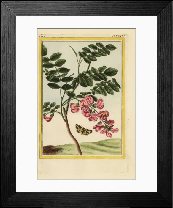 Framed Print : Bristly locust tree, Robinia hispida Framed Print : Bristly locust tree, Robinia hispida