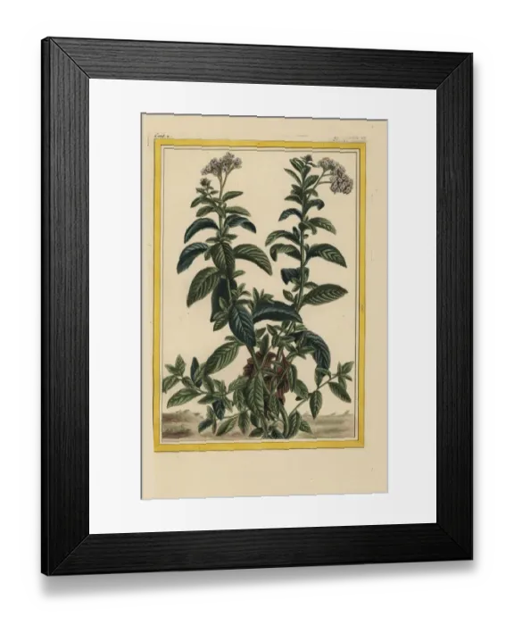 Framed Print : American turnsole, Heliotropium species Framed Print : American turnsole, Heliotropium species