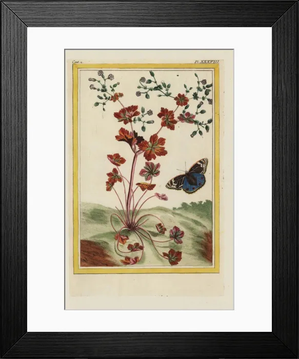 Framed Print : Shining cranesbill, Geranium lucidum Framed Print : Shining cranesbill, Geranium lucidum
