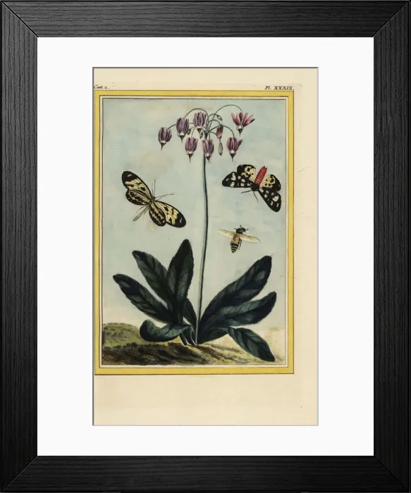 Framed Print : Shooting star, Dodecatheon meadia Framed Print : Shooting star, Dodecatheon meadia