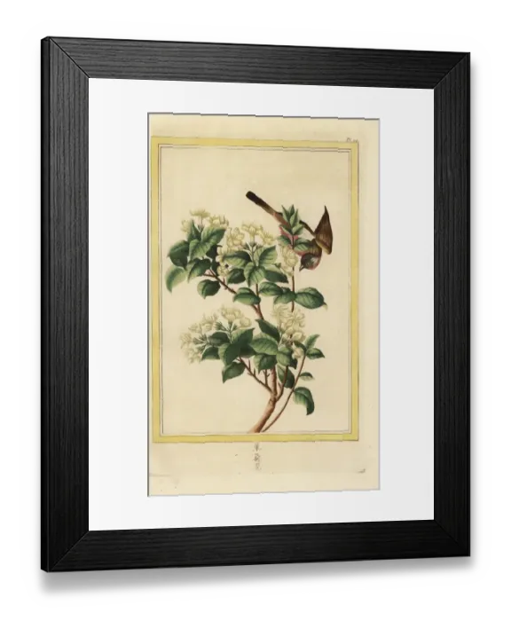 Framed Print : Spiny jasmine, Lycium europaeum Framed Print : Spiny jasmine, Lycium europaeum