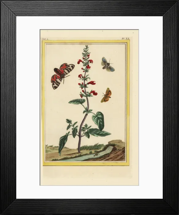 Framed Print : Scarlet sage, Salvia splendens Framed Print : Scarlet sage, Salvia splendens