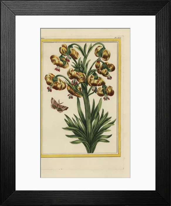 Framed Print : Martagon lily, Lilium martagon Framed Print : Martagon lily, Lilium martagon