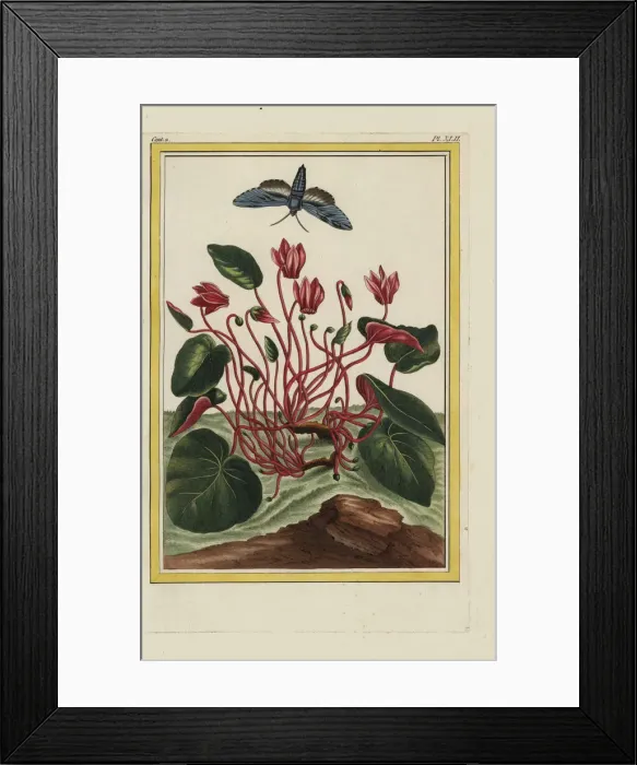 Framed Print : Persian cyclamen, Cyclamen persicum Framed Print : Persian cyclamen, Cyclamen persicum