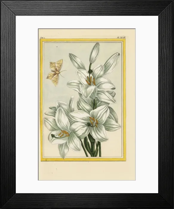 Framed Print : Madonna lily, Lilium candidum