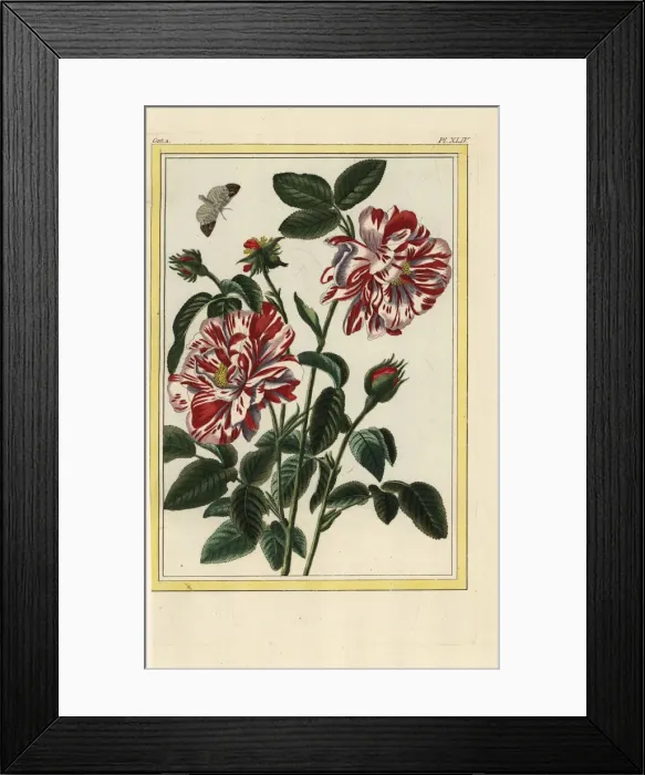 Framed Print : English hybrid rose, Rosa species Framed Print : English hybrid rose, Rosa species