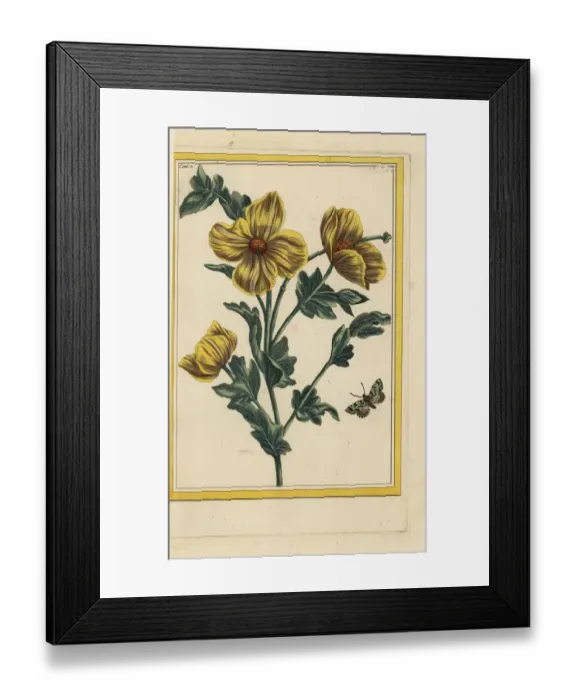 Framed Print : Horned poppy, Glaucium flavum Framed Print : Horned poppy, Glaucium flavum