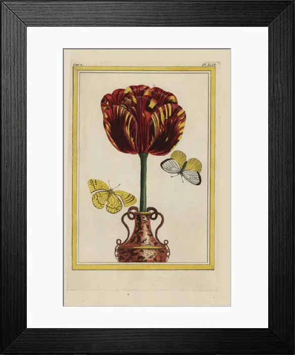 Framed Print : Cloth of gold hybrid tulip, Tulipa gesneriana Framed Print : Cloth of gold hybrid tulip, Tulipa gesneriana