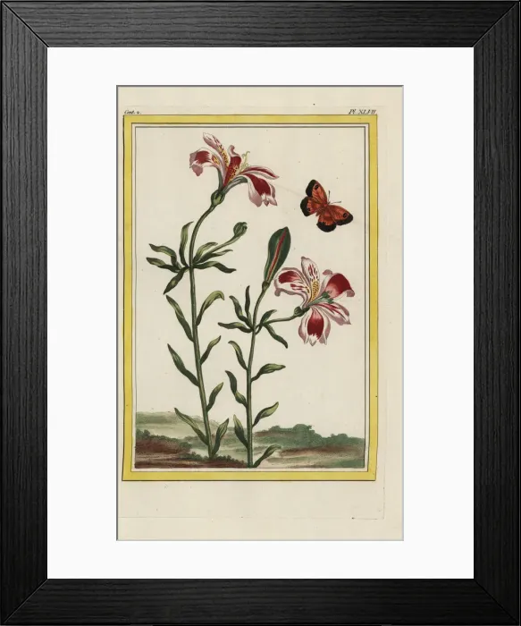 Framed Print : Peruvian lily or lily of the Incas, Alstroemeria species Framed Print : Peruvian lily or lily of the Incas, Alstroemeria species