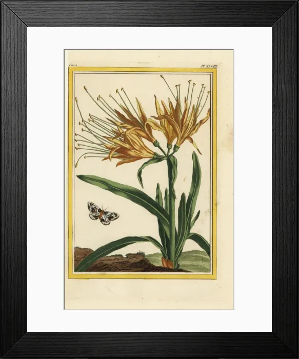 Framed Print : Yellow spider lily, Lycoris aurea Framed Print : Yellow spider lily, Lycoris aurea