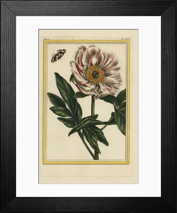 Framed Print : Pink peony, Paeonia officinalis Framed Print : Pink peony, Paeonia officinalis