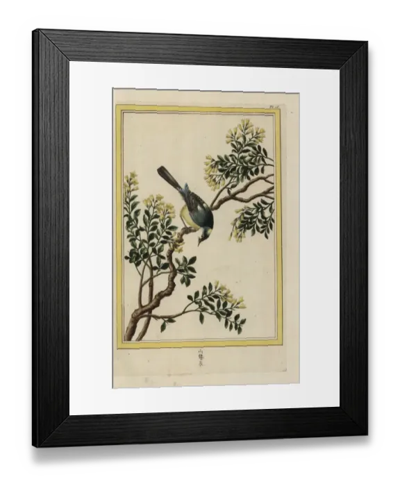 Framed Print : Yellow jasmine, Jasminum humile Framed Print : Yellow jasmine, Jasminum humile