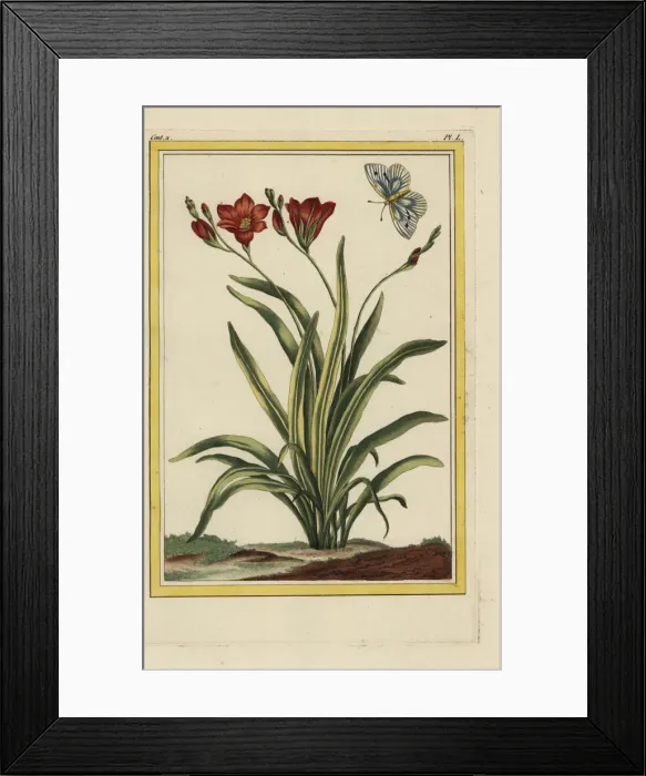 Framed Print : African corn lily, Tritonia crocata Framed Print : African corn lily, Tritonia crocata