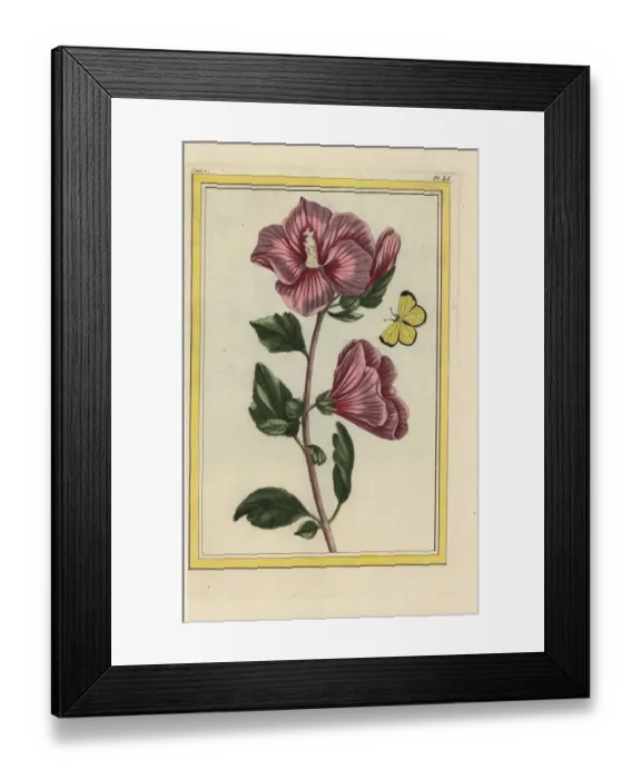 Framed Print : Rose mallow, Hibiscus syriacus Framed Print : Rose mallow, Hibiscus syriacus