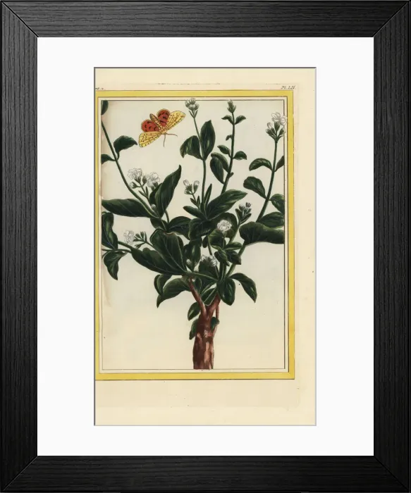 Framed Print : Arabian jasmine, Jasminum sambac Framed Print : Arabian jasmine, Jasminum sambac