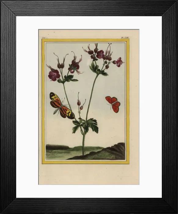 Framed Print : Musky storksbill, Erodium moschatum Framed Print : Musky storksbill, Erodium moschatum