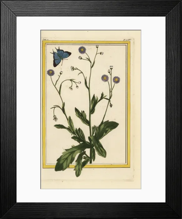 Framed Print : Philadelphia fleabane, Erigeron philadelphicus Framed Print : Philadelphia fleabane, Erigeron philadelphicus