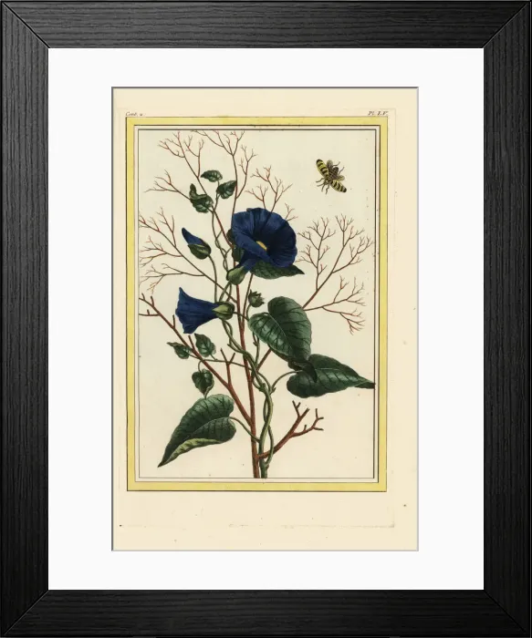 Framed Print : Bindweed or morning glory, Convolvulus species Framed Print : Bindweed or morning glory, Convolvulus species