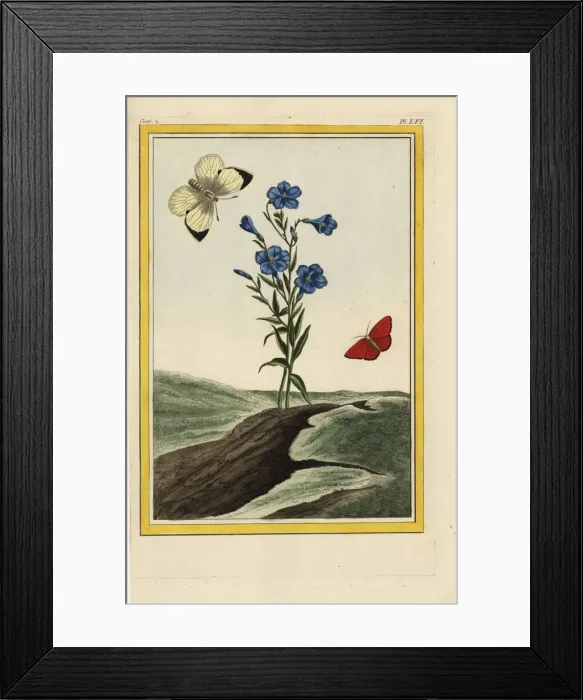 Framed Print : Wild flax, Linum lewisii Framed Print : Wild flax, Linum lewisii