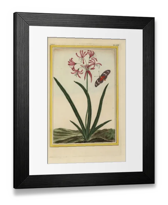 Framed Print : Nerine undulata Framed Print : Nerine undulata