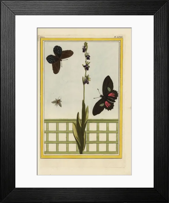 Framed Print : Fly orchid, Ophrys insectifera Framed Print : Fly orchid, Ophrys insectifera
