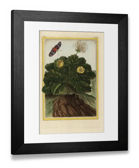 Framed Print : Alpine avens, Geum montanum Framed Print : Alpine avens, Geum montanum