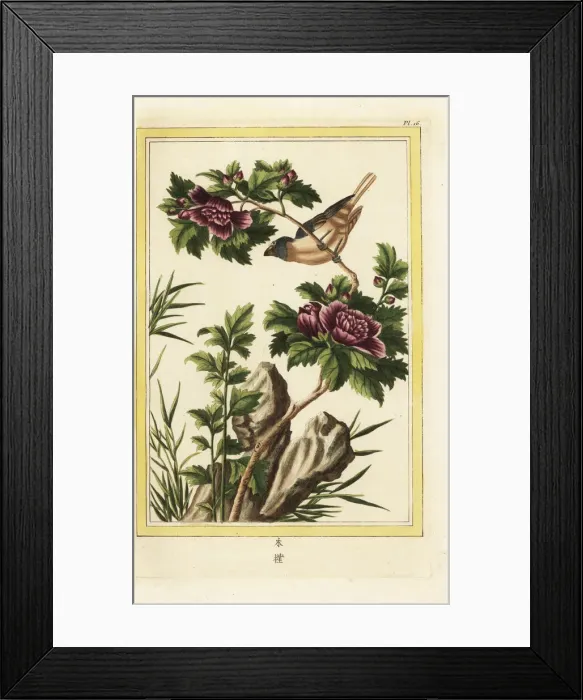 Framed Print : Violet hibiscus, Hibiscus syriacus Framed Print : Violet hibiscus, Hibiscus syriacus