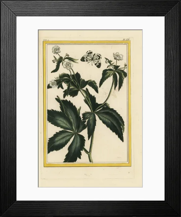 Framed Print : Bachelors buttons, Ranunculus aconitifolius Framed Print : Bachelors buttons, Ranunculus aconitifolius