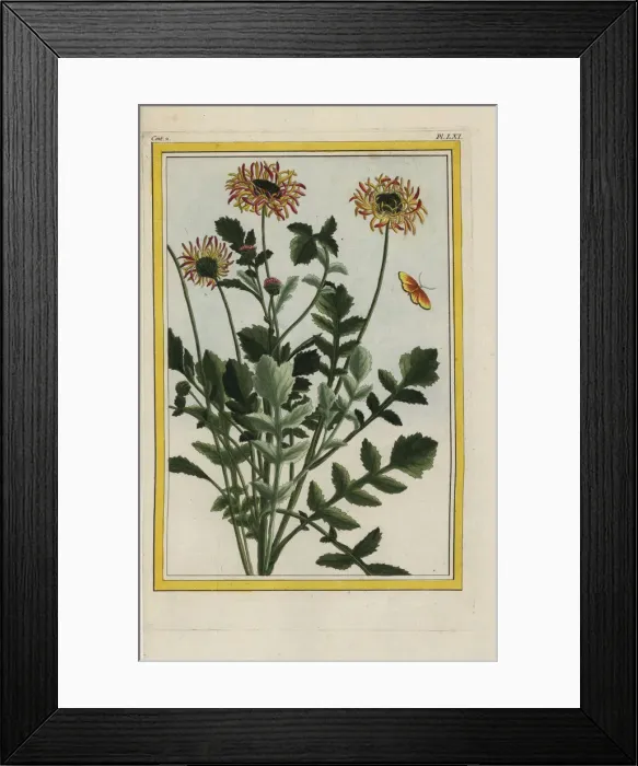 Framed Print : African daisy, Arctotis species Framed Print : African daisy, Arctotis species