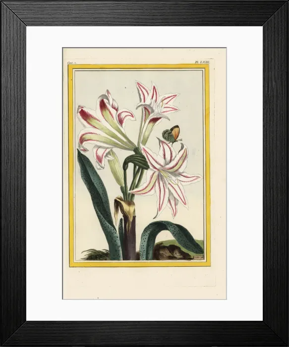 Framed Print : Belladonna lily, Amaryllis belladonna Framed Print : Belladonna lily, Amaryllis belladonna