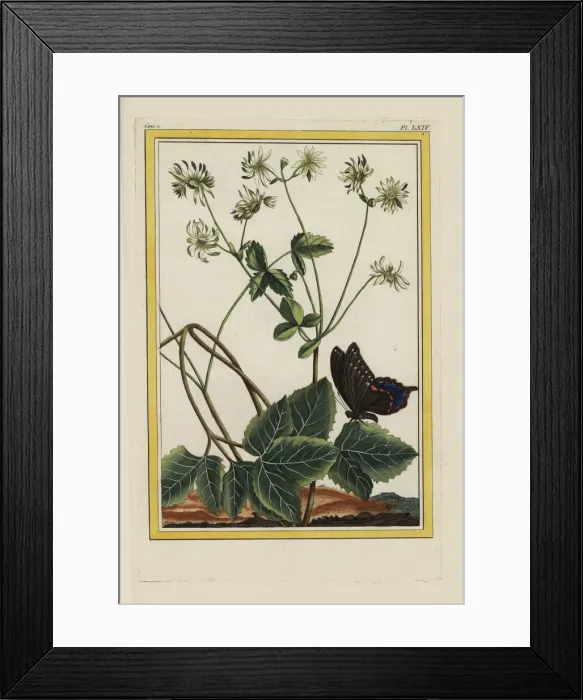 Framed Print : Pheasants eye or spring adonis, Adonis vernalis Framed Print : Pheasants eye or spring adonis, Adonis vernalis