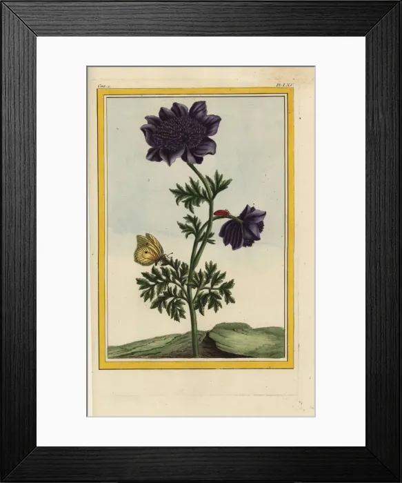 Framed Print : Hybrid garden anemone or pasqueflower, Pulsatilla vulgaris Framed Print : Hybrid garden anemone or pasqueflower, Pulsatilla vulgaris