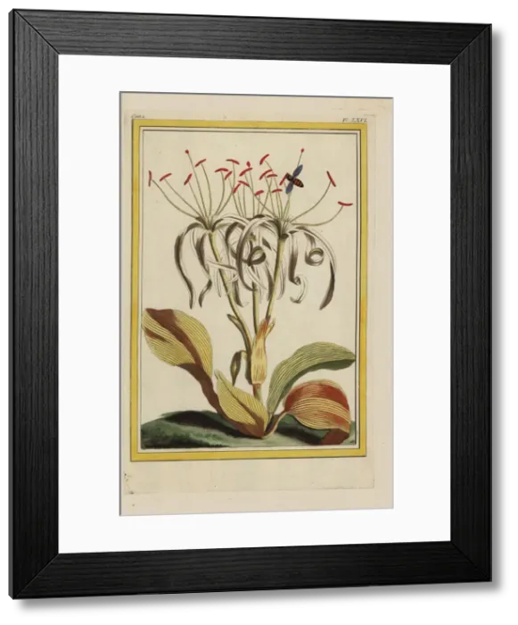Framed Print : Pancratium zeylanicum Framed Print : Pancratium zeylanicum