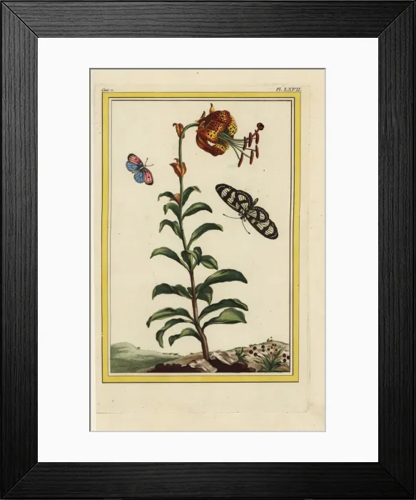 Framed Print : Philadelphia lily, Lilium philadelphicum Framed Print : Philadelphia lily, Lilium philadelphicum