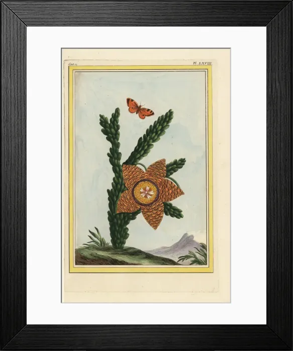 Framed Print : African asclepias, Stapelia gigantea? Framed Print : African asclepias, Stapelia gigantea?
