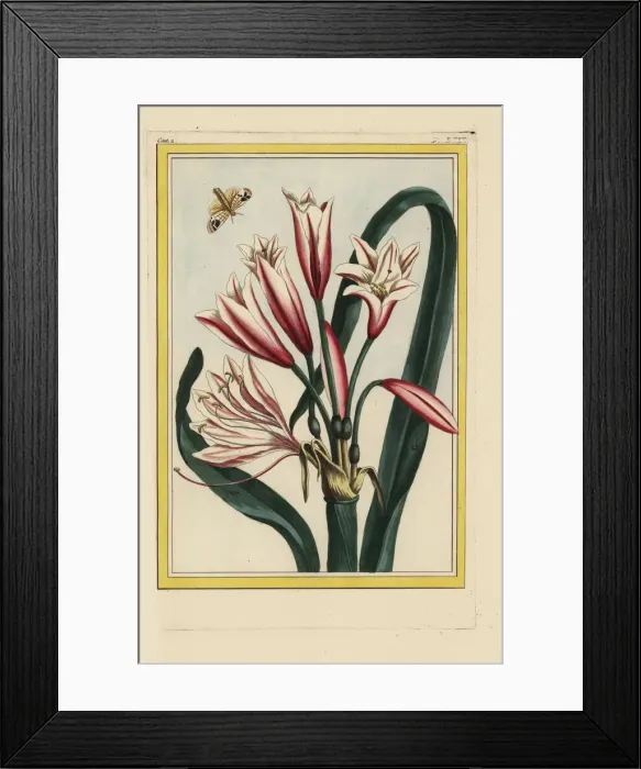 Framed Print : Ammocharis longifolia or Cybistetes longifolia Framed Print : Ammocharis longifolia or Cybistetes longifolia