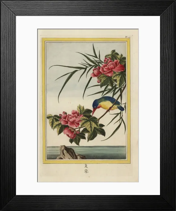 Framed Print : Mallow tree, Hibiscus syriacus, and kingfisher Framed Print : Mallow tree, Hibiscus syriacus, and kingfisher