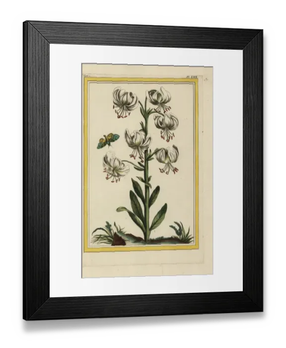 Framed Print : White martagon lily, Lilium martagon album Framed Print : White martagon lily, Lilium martagon album