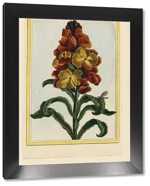 Wallflower, Erysimum cheiri or Cheiranthus cheiri