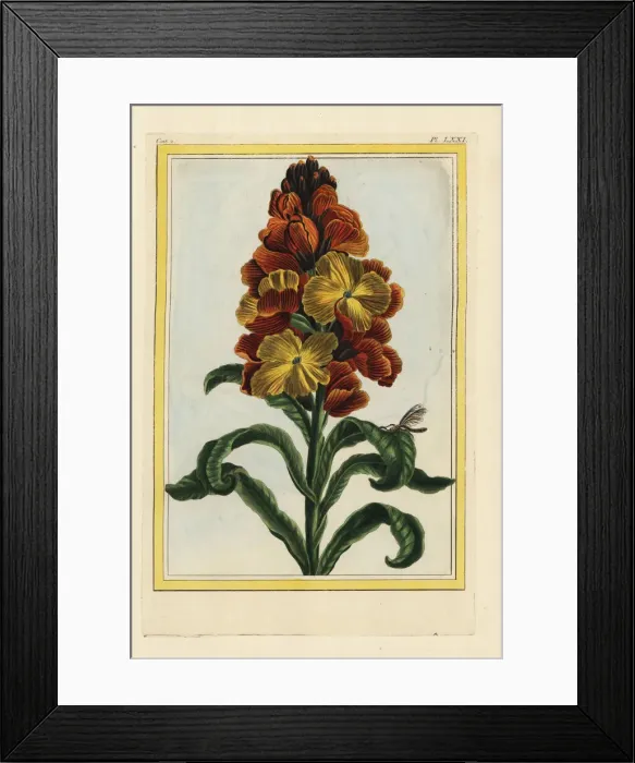 Framed Print : Wallflower, Erysimum cheiri or Cheiranthus cheiri Framed Print : Wallflower, Erysimum cheiri or Cheiranthus cheiri
