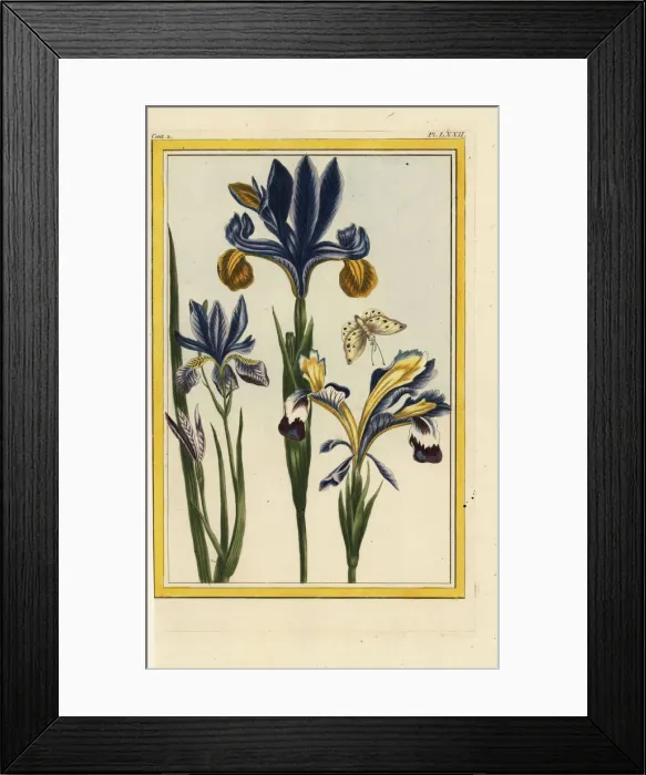 Framed Print : Hungarian iris, Iris variegata Framed Print : Hungarian iris, Iris variegata
