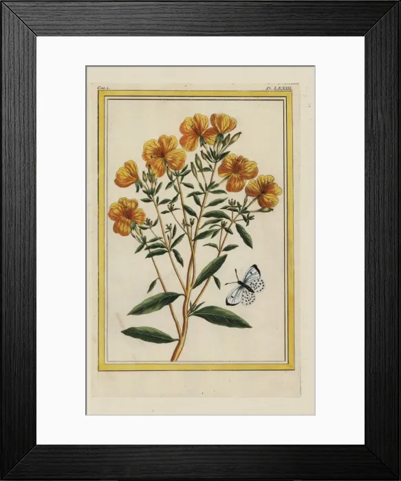Framed Print : Evening primrose, Oenothera biennis Framed Print : Evening primrose, Oenothera biennis
