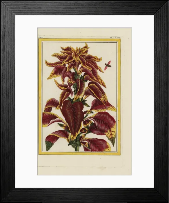 Framed Print : Edible amaranth, Amaranthus tricolor Framed Print : Edible amaranth, Amaranthus tricolor